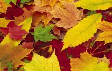 Autumn leaves wallpaper - Autumn