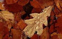 Fall backgrounds - Autumn