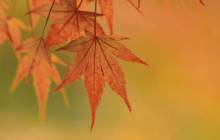 Autumn wallpaper desktop - Autumn