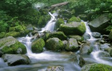 Running Stream Through a Japanese Beech Forest - Japan