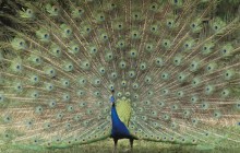 Indian Peafowl - Children's Zoo - Saitama - Japan