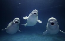 Beluga Whale Trio Calling - Shimane Aquarium - Japan