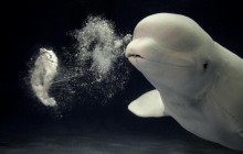 Beluga Whale Blowing a Toroidal Bubble Ring - Japan