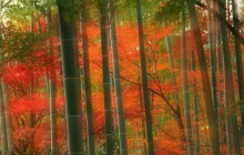 Bamboo Forest - Arashiyama Park - Kyoto - Japan