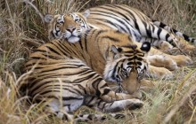 Bengal Tigers - Bandhavgarh National Park - India