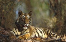 Bengal Tiger Resting - Bandhavgarh National Park - India