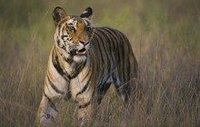 Bengal Tiger Walking in Dry Grasses - Bandhavgarh - India