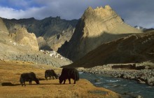 Grazing Yaks - Near Photoskar Village - Ladakh - India