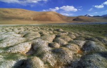 Tussocks of Permafrost - Ladakh - India
