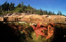 Starfish in a Tide Pool - Canada - Canada