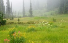 Meadows in the Sky - Revelstoke National Park - Canada