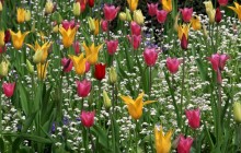 Lily Tulips Among White Cornflowers - Butchart Gardens - Canada