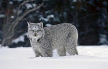 Canada Lynx - Canada