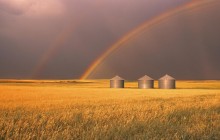 Harvesting Rainbows - Alberta - Canada
