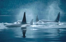 Orca Group Surfacing - Johnstone Straits - Canada