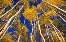 Aspens Viewed From the Forest Floor - Yukon - Canada