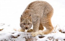 Canadian Lynx - British Columbia - Canada