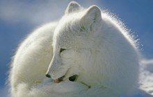Arctic Fox - Canada - Canada