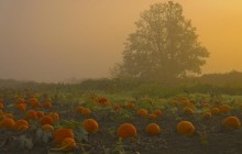 Pumpkin Patch - Westham Island - Ladner - Canada