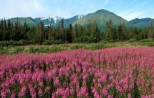 Fireweed - Kluane National Park - Canada