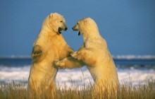 Sparring Polar Bears - Churchill - Manitoba - Canada