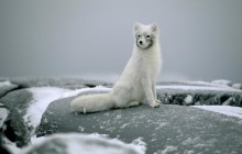 Portrait of an Arctic Fox in Winter Coat - Canada - Canada