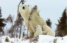 Mother Polar Bear and Cubs - Wapusk National Park - Canada