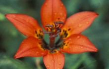 Rocky Mountain Lily - Alberta - Canada - Canada