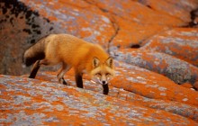 Red Fox Among Orange Lichen - Churchill - Manitoba - Canada