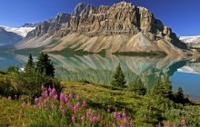 Bow Lake and Flowers - Banff National Park - Canada