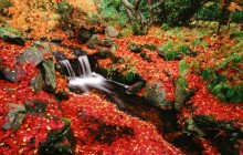 Japanese Maple and Creek - Beacon Hill Park - Canada