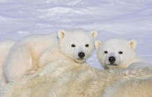 Polar Bear Cubs - Wapusk National Park - Canada
