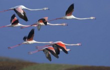 Greater Flamingos - Sardinia - Italy