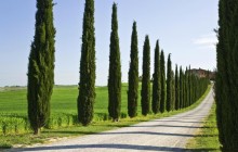 Villa Driveway - Tuscany - Italy