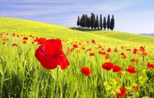Red Poppies - Tuscany - Italy