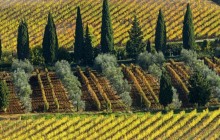 Olive and Cypress Trees - Vineyard Near Montalcino - Italy