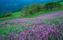 Oak Trees and River Lupines - Redwood National Park - California