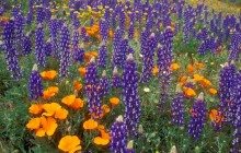 Lupine and Poppies - Tehachapi Mountains - California