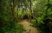 Bodega Woods Trail - California