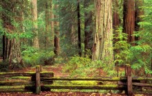 Sentinels of Time - Big Basin Redwood State Park - California