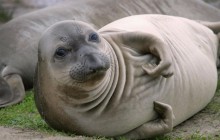 Elephant Seal Pup - Ano Nuevo State Reserve - California