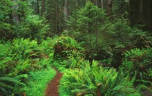 Trail Through Sword Ferns and Redwoods - California