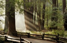Muir Woods National Monument - Marin County - California