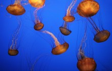Sea Nettles - Monterey Bay Aquarium - California
