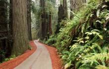 California redwoods - California