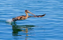 Pelican in Flight - Monterey - California