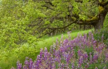 Lupine and Oak Tree - Redwood National Park - California