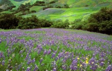 California Dreaming - Lupine Field - Cambria - California
