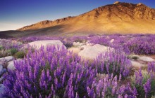 Inyo Bush Lupin - Sierra Nevada Range - California