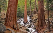 Cascading Waterfalls - Sequoia National Park - California